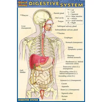 Digestive System Quick Reference Guide