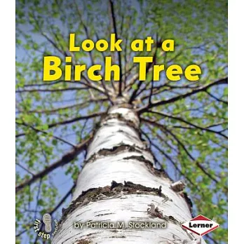 Look at a Birch Tree