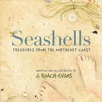 Seashells : treasures from the Northeast Coast /