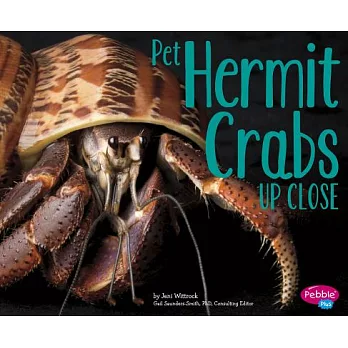Pet Hermit Crabs Up Close