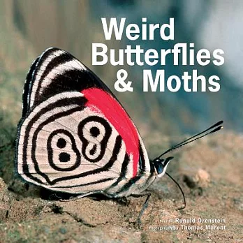 Weird Butterflies & Moths