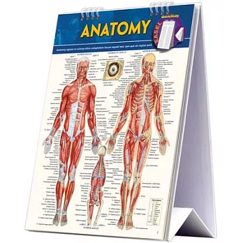 Anatomy