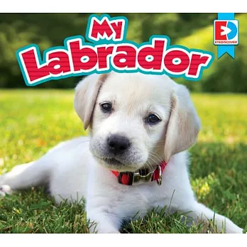 My Labrador