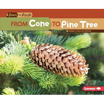 From cone to pine tree