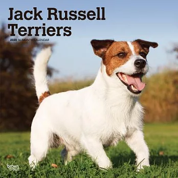 Jack Russell Terriers 2020 Calendar