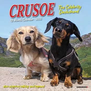 Crusoe the Celebrity Dachshund 2022 Mini Wall Calendar