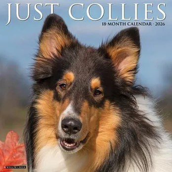 Collies 2026 Wall Calendar