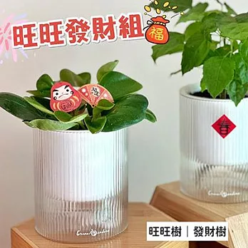 旺旺發財組合【Green Pandora】透明吸水盆栽 旺旺樹＊1 +圓葉發財樹＊1 + 水耕專用液態肥＊1