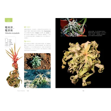 博客來-空氣鳳梨圖鑑：魅力品種x玩賞栽培x佈置應用