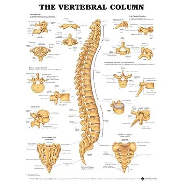 Movilizacion de la Columna Vertebral: Manual Basico de Metodo