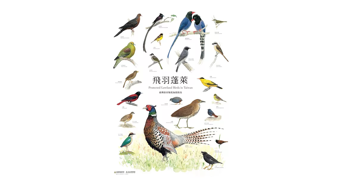 臺灣野生動物手繪海報(1套8張) | 拾書所