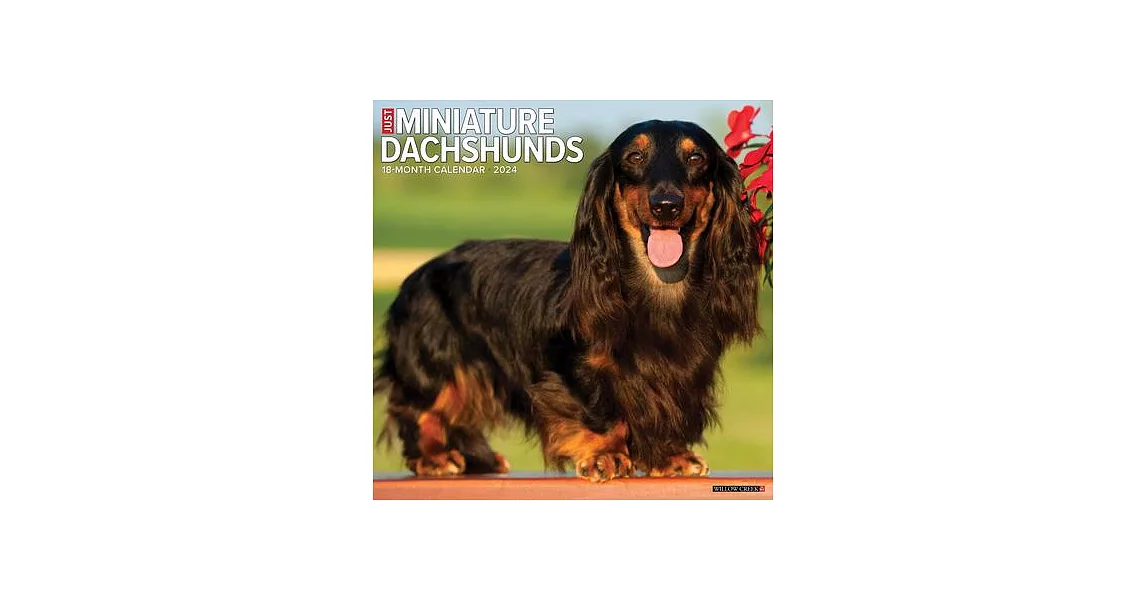 Just Miniature Dachshunds 2024 12 X 12 Wall Calendar | 拾書所