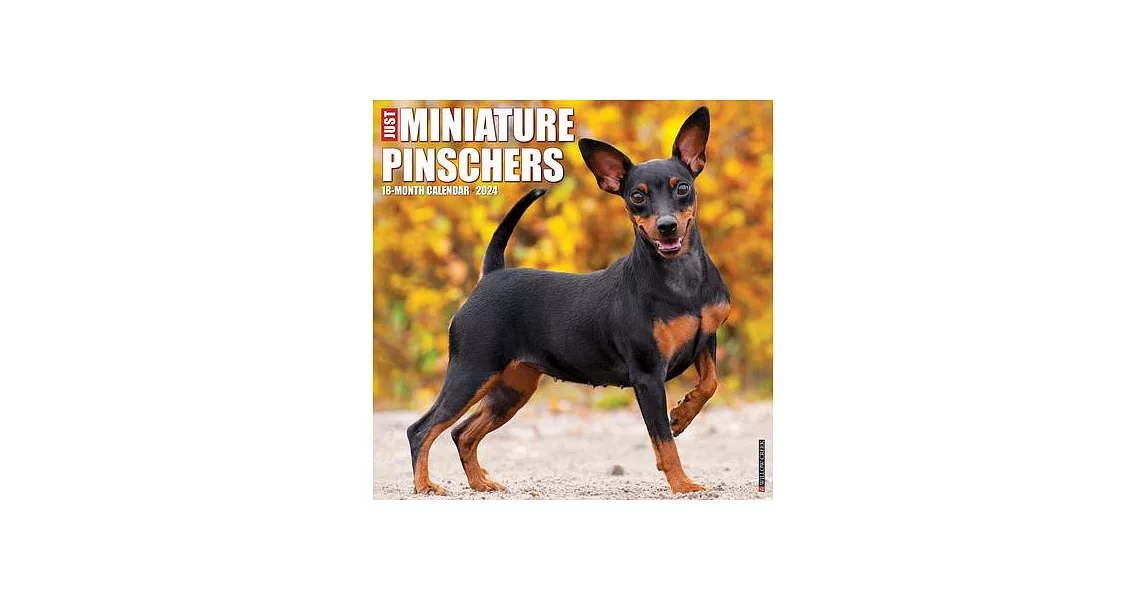 Just Miniature Pinschers 2024 12 X 12 Wall Calendar | 拾書所