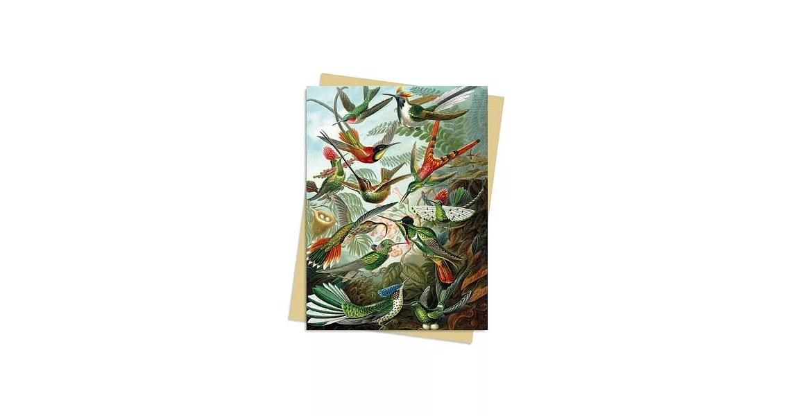 Ernst Haeckel: Hummingbirds Greeting Card Pack: Pack of 6 | 拾書所