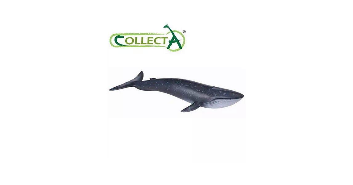 【CollectA】海洋系列 - 藍鯨