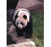 https://im1.book.com.tw/image/getImage?i=https://www.books.com.tw/img/CN1/199/76/CN11997658_b_04.jpg&v=66d622f5k&w=655&h=609