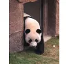 https://im1.book.com.tw/image/getImage?i=https://www.books.com.tw/img/CN1/199/76/CN11997658_b_06.jpg&v=66d622f6k&w=655&h=609