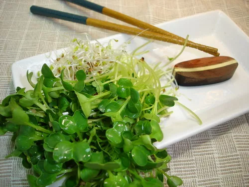 博客來 Fun種生芽 向日葵 蕎麥 苜蓿 博客來 Fun種生芽 向日葵 蕎麥 苜蓿