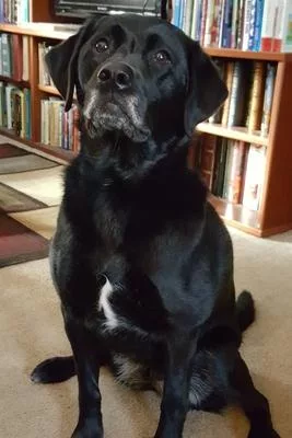 2020 Daily Planner Black Lab Dog Labrador Retriever Sits Perfectly 388 Pages: 2020 Planners Calendars Organizers Datebooks Appointment Books Agendas