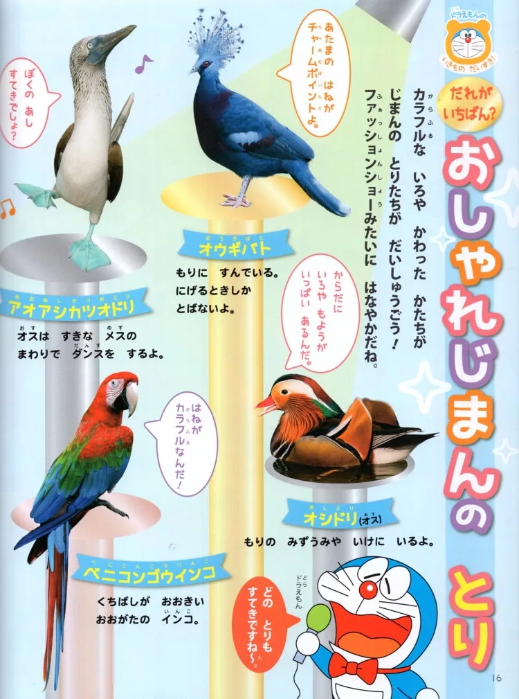 時尚的鳥類