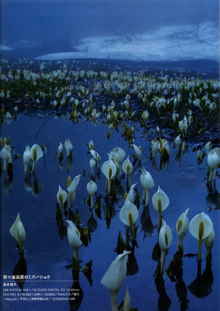 花攝影特集：野野海高原的水芭蕉