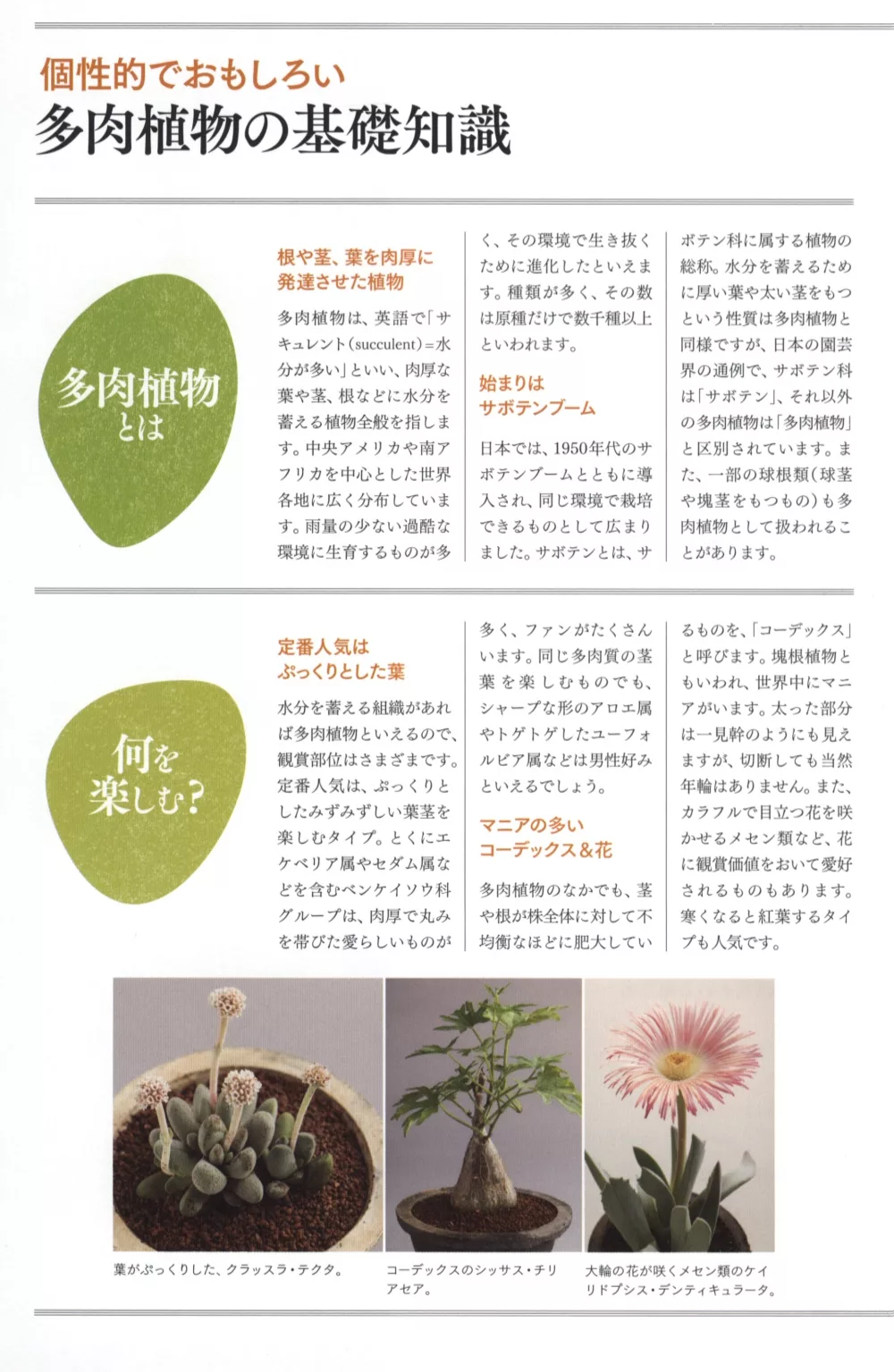 博客來 可愛趣味多肉植物品種圖鑑精選350