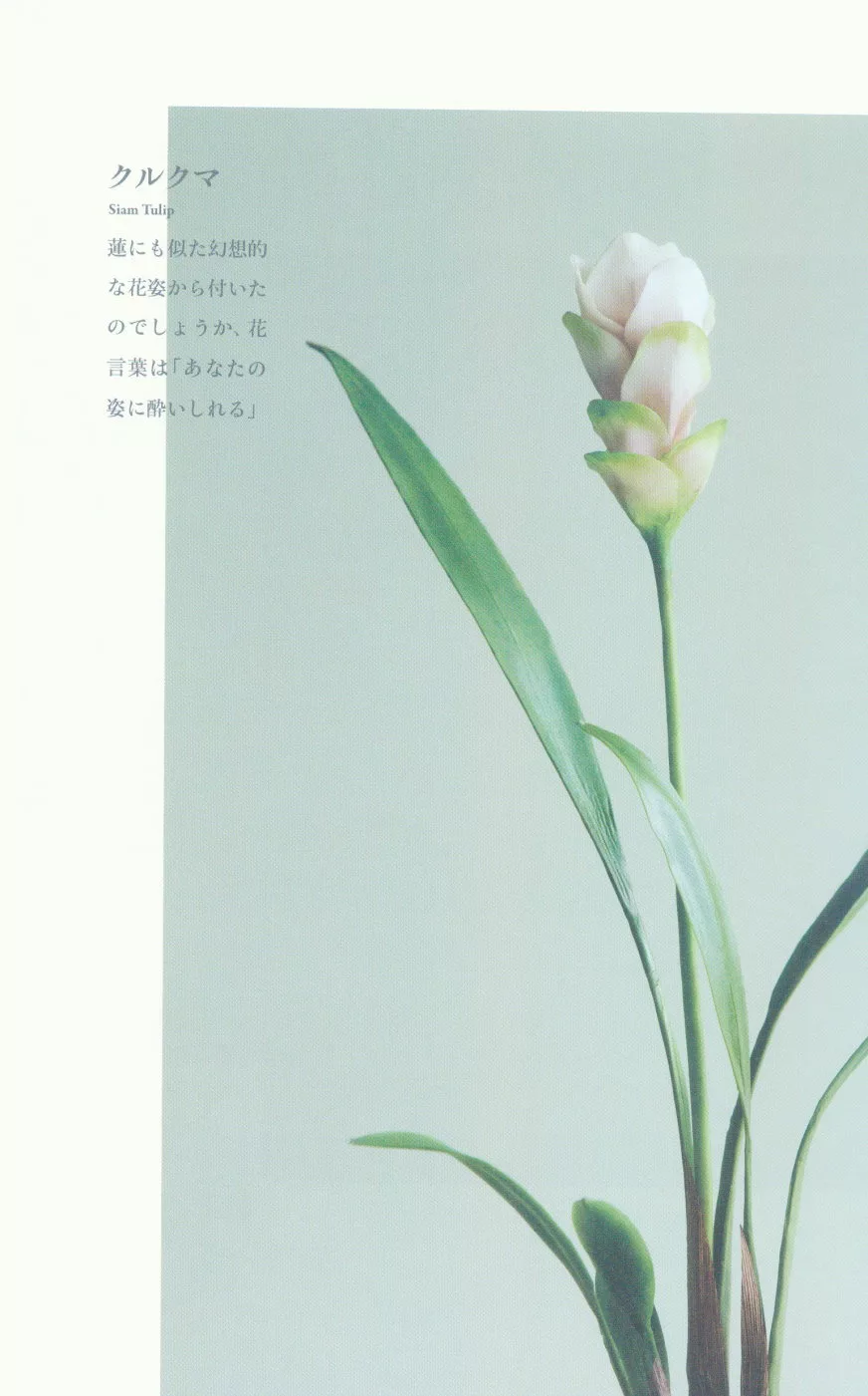 博客來 樹脂黏土初學製作可愛花草作品手藝集 小巧花卉與果實