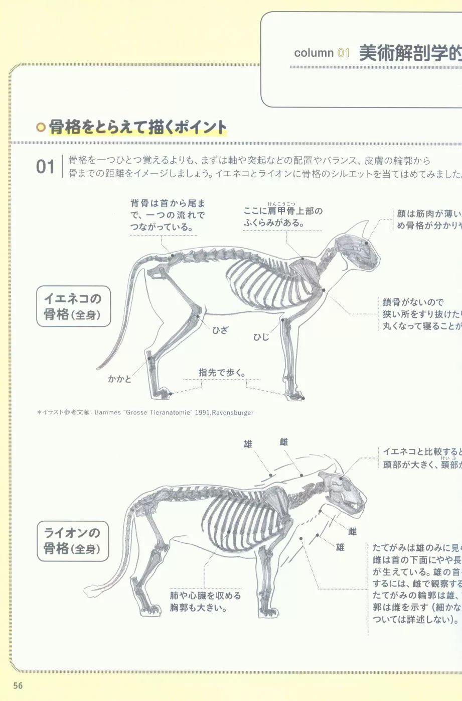 博客來 内藤貞夫動物描繪基本技巧教學講座