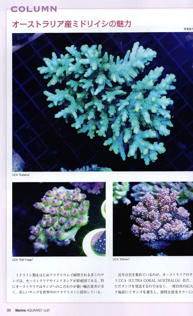 博客來 水族世界no 97 美麗珊瑚圖鑑特集