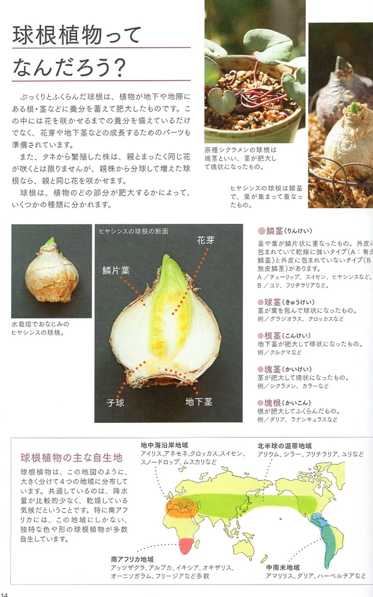 博客來 竹田薰球根植物栽種技巧實例集