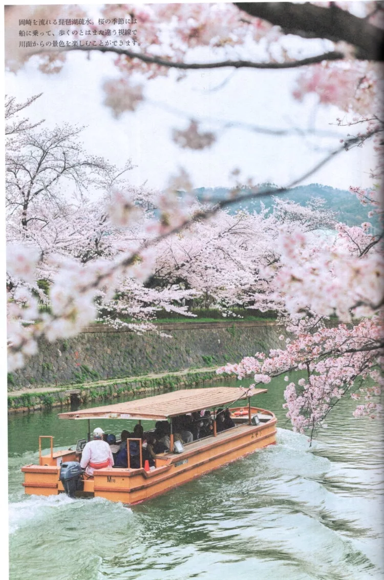 琵琶湖疏水的春櫻美景