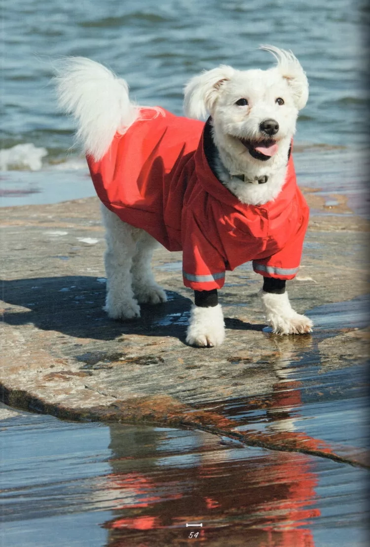 帥氣愛犬雨衣