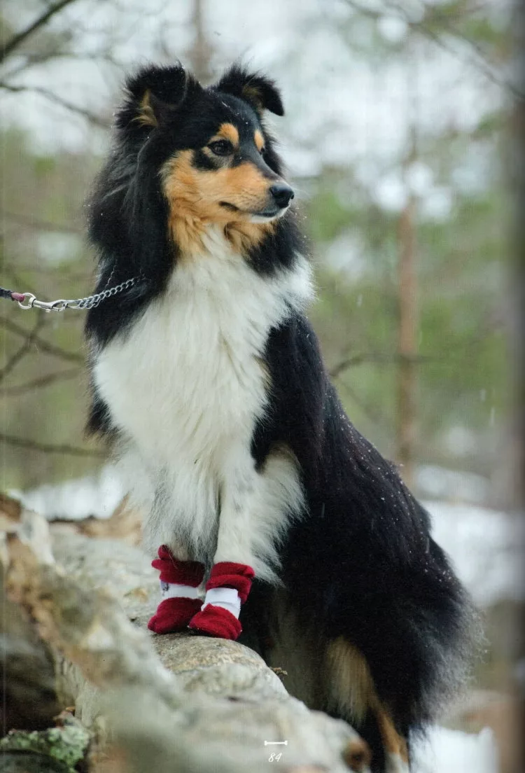 愛犬保暖鞋