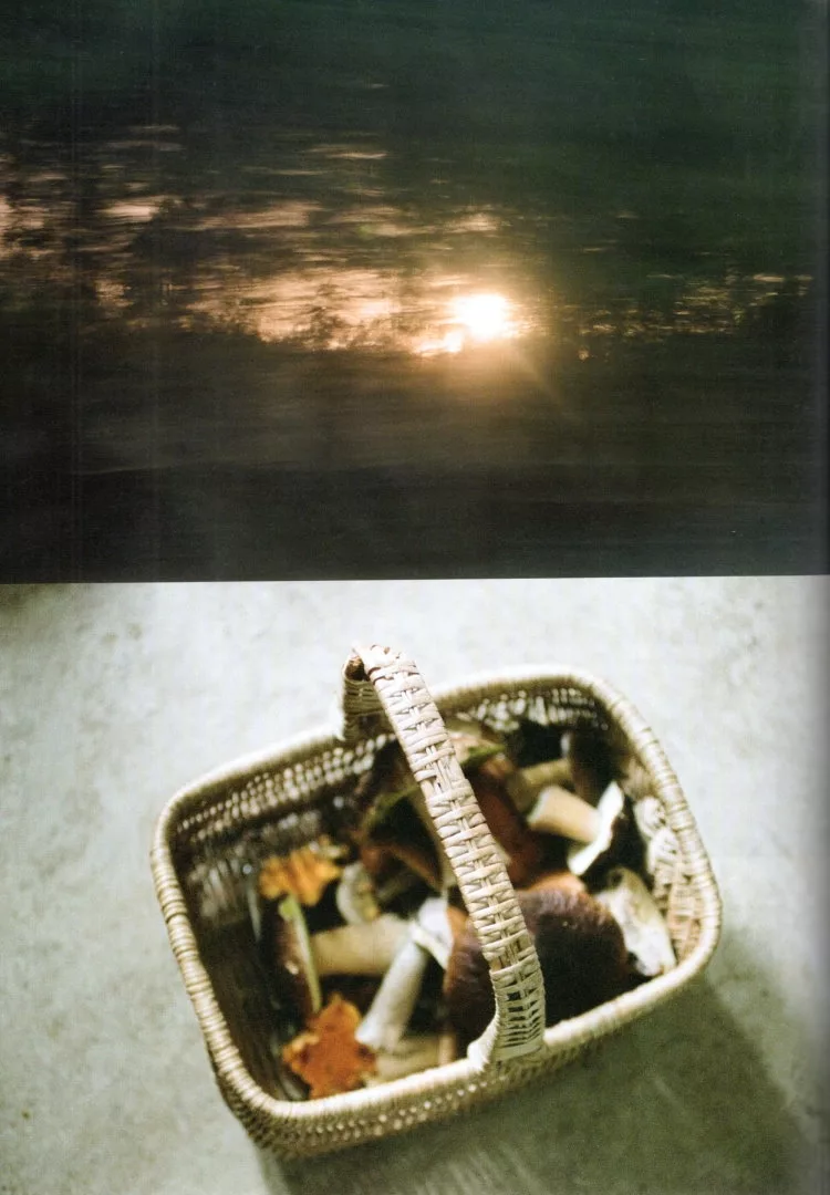 秋日森林的恩惠