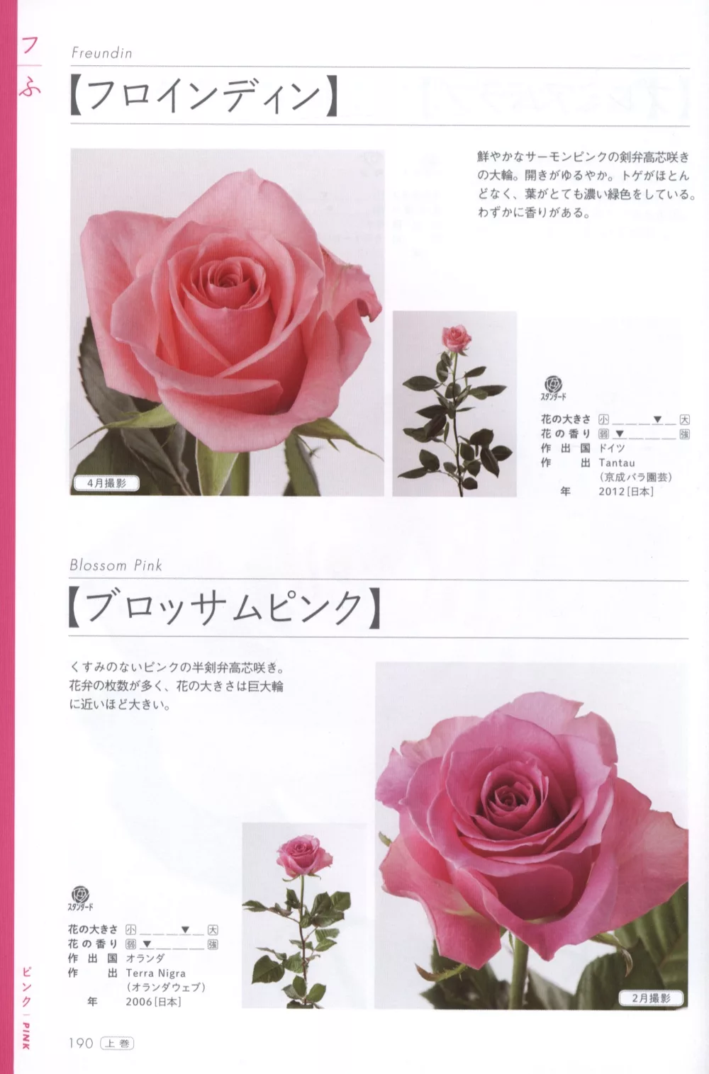 博客來 玫瑰薔薇圖鑑1000 上卷 526品種