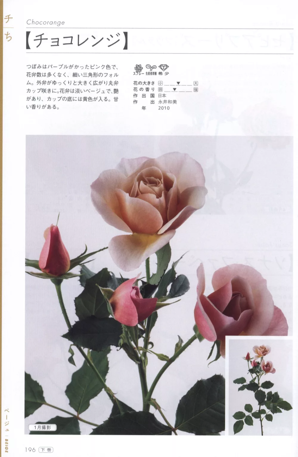 博客來 玫瑰薔薇圖鑑1000 下卷 474品種