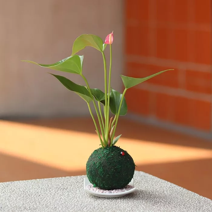 博客來 迎光 開運綠苔玉 火鶴花