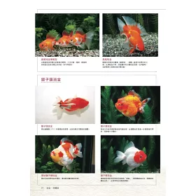 博客來 給新手的金魚鑑賞x飼養指南 博客來 給新手的金魚鑑賞x飼養指南