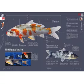 博客來 錦鯉 金魚鑑賞 飼養圖鑑 沒有庭院 水池也ok 近距離感受象徵吉祥幸福的傳統觀賞魚之美 博客來 錦鯉 金魚鑑賞 飼養圖鑑 沒有庭院 水池也ok 近距離感受象徵吉祥幸福的傳統觀賞魚之美