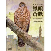 城市.遊俠.鳳頭蒼鷹(DVD)