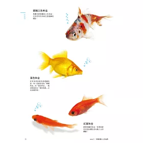 博客來 讓人心動的金魚圖鑑 博客來 讓人心動的金魚圖鑑