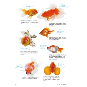 博客來 讓人心動的金魚圖鑑 博客來 讓人心動的金魚圖鑑