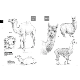 博客來 動物素描特訓班 博客來 動物素描特訓班