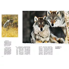 博客來 狼 狼與野犬深入大自然全實境寫實拍攝 博客來 狼 狼與野犬深入大自然全實境寫實拍攝