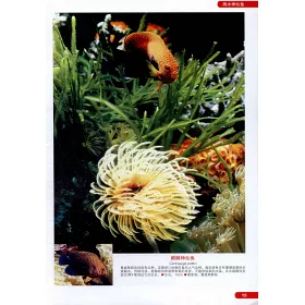 博客來 世界海水魚圖鑒 600種海水魚飼養與鑒賞圖典 博客來 世界海水魚圖鑒 600種海水魚飼養與鑒賞圖典