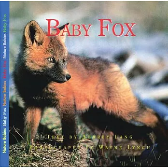 Baby fox /