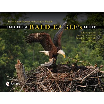 Inside a Bald Eagle’s Nest: A Photographic Journey Through the American Bald Eagle Nesting Season
