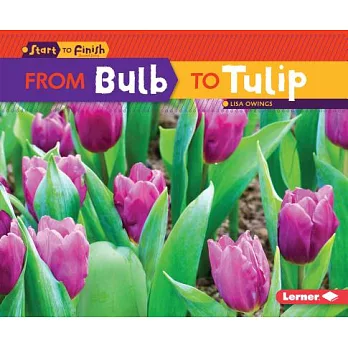From bulb to tulip