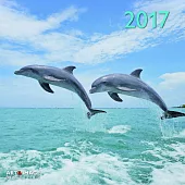 Dolphins A&I 2017 Calendar