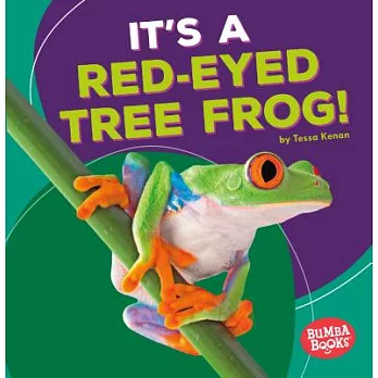 It’s a Red-Eyed Tree Frog!